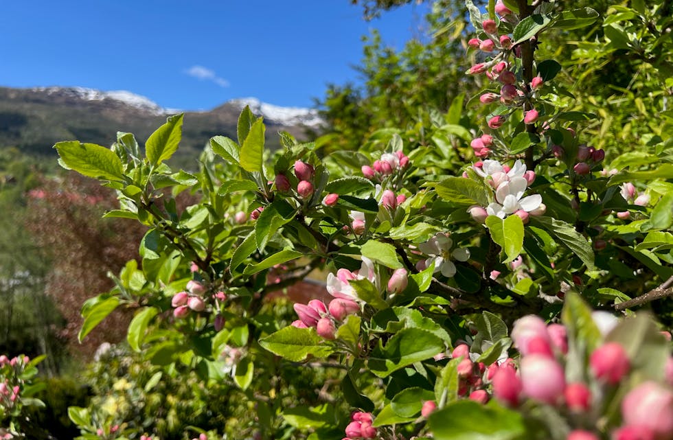 – Flott med epleblom som blomstrar alt 4. mai, skriv fotografen.