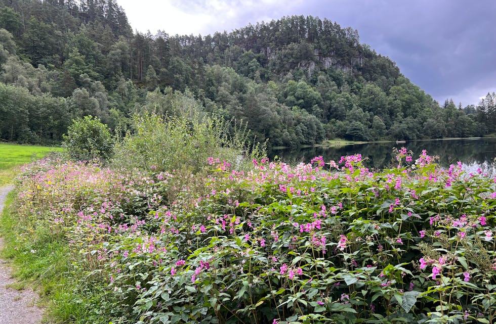 Planten kjempespringfrø er godt etablert rundt Rødstjødna, men uønska i norsk natur.