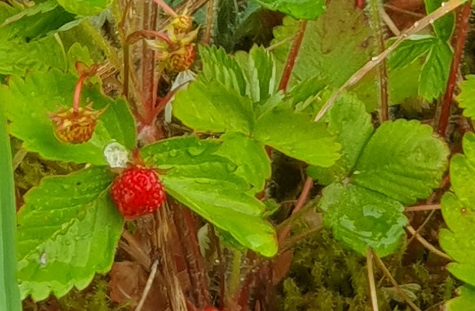 Årets første jordbær? Bildet er tatt i Saudasjøen 25. mai i år.