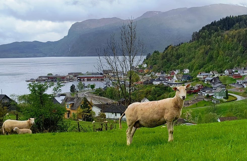 Utsikt frå Fløgstad.