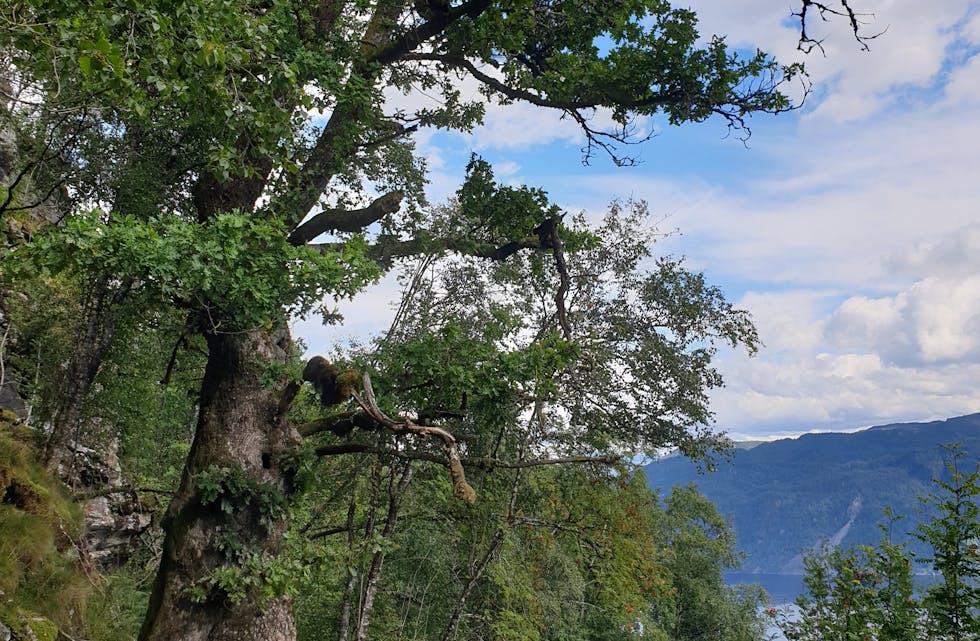 Ei gammal eik i Honganvik naturreservat.