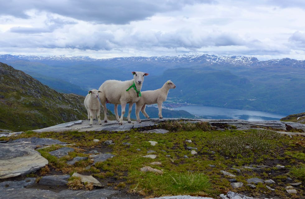 Tidlig fjellbeite i år. Bildet er tatt på Eggjedn 29. mai i år.