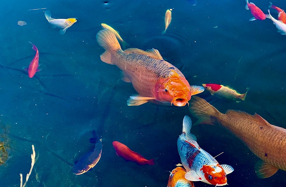 Fargerikt fellesskap i fiskedammen ved Andedammen familiepark.
