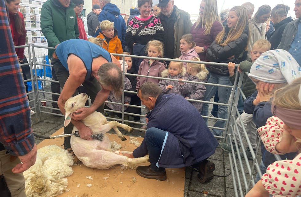 Sauklipping "in action" er alltid populært. Saueklippar Halvard Stokkedal klipte - medan Gjermund Fiveland kommenterte og forklarte.